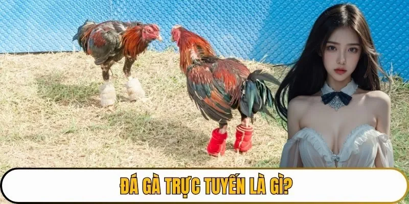 Đá gà trực tuyến là gì?
